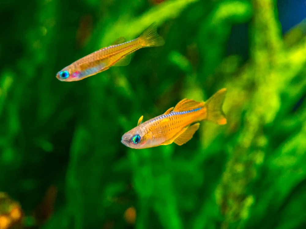 Red Neon Blue Eye Rainbowfish (Pseudomugil Luminatus), Tank-Bred - Image 16