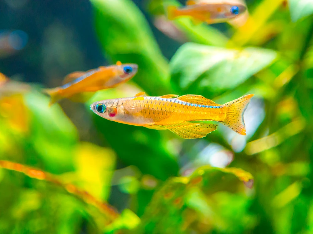 Red Neon Blue Eye Rainbowfish (Pseudomugil Luminatus), Tank-Bred - Image 4