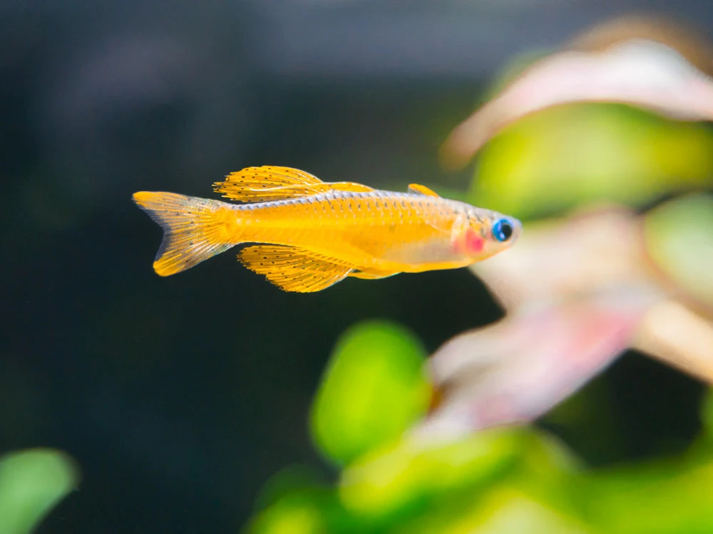 Red Neon Blue Eye Rainbowfish (Pseudomugil Luminatus), Tank-Bred - Image 9