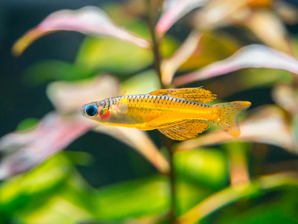 Red Neon Blue Eye Rainbowfish (Pseudomugil Luminatus), Tank-Bred - Image 11