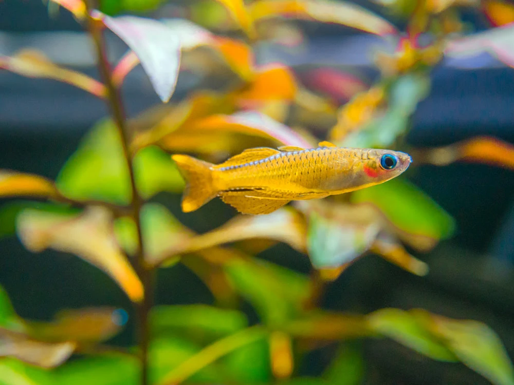 Red Neon Blue Eye Rainbowfish (Pseudomugil Luminatus), Tank-Bred - Image 13