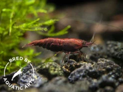 Red Onyx Shrimp (Neocaridina Davidi), BREDBY: Aquatic Arts