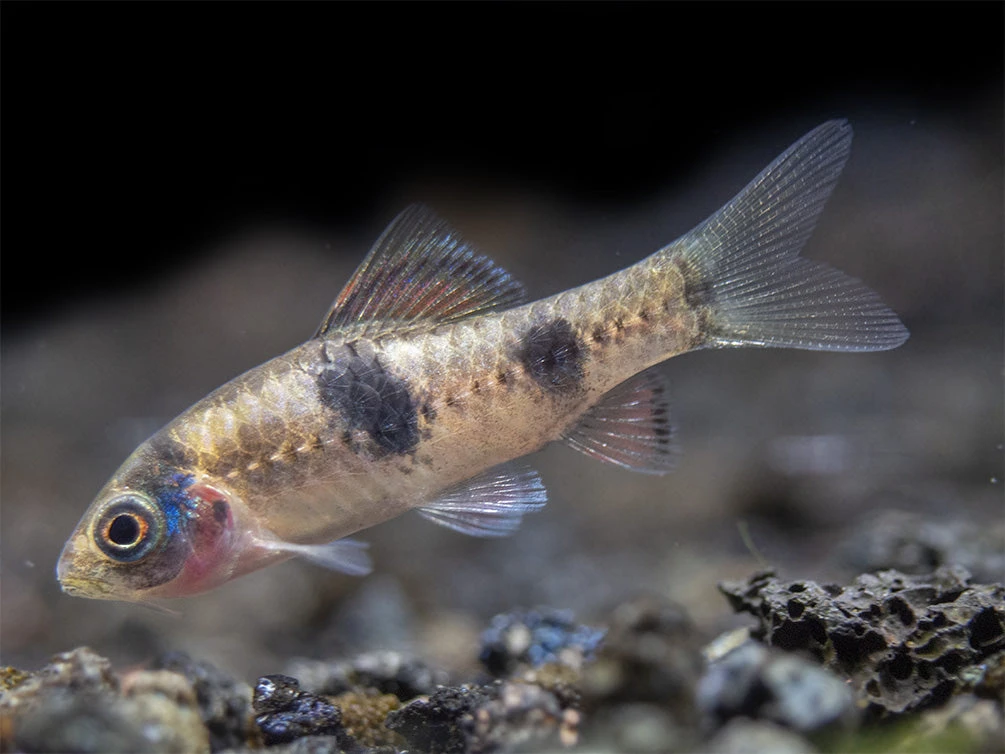 Red Panda AKA Melon Barb (Haludaria Fasciata), Tank-Bred - Image 7