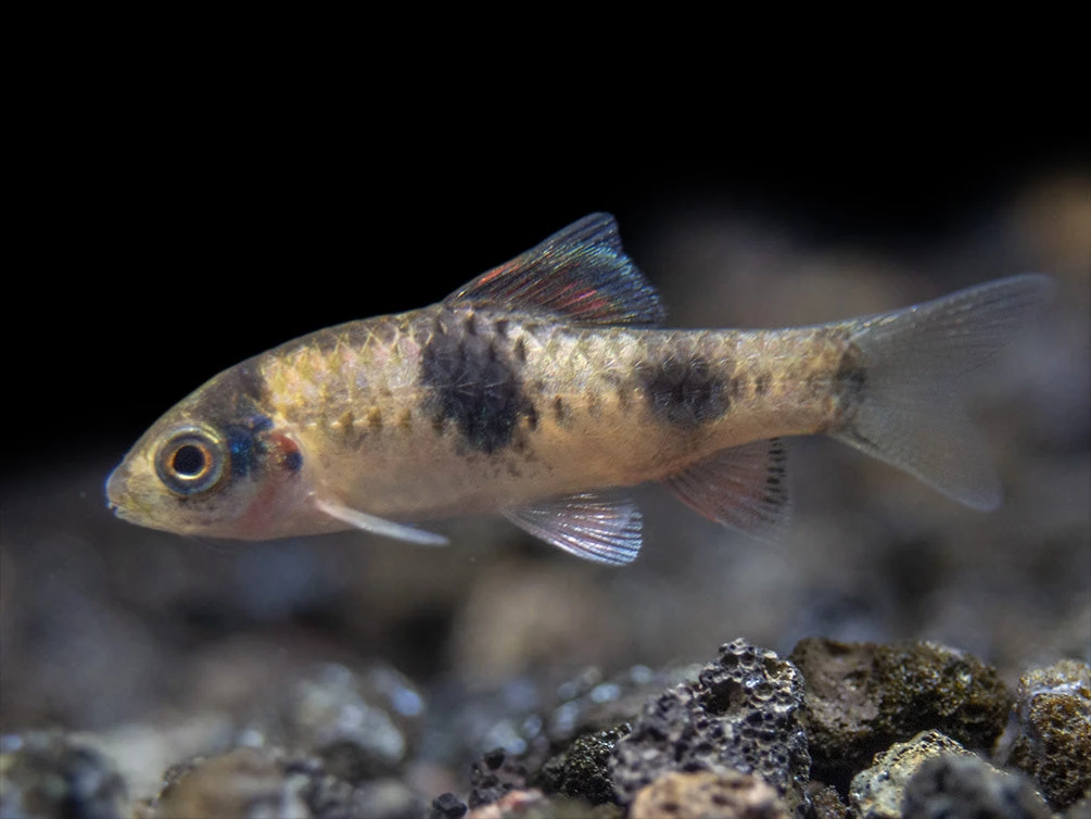 Red Panda AKA Melon Barb (Haludaria Fasciata), Tank-Bred - Image 8