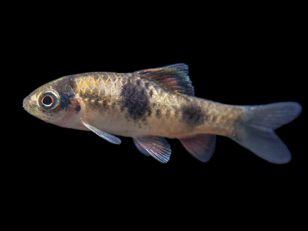 Red Panda AKA Melon Barb (Haludaria Fasciata), Tank-Bred - Image 2