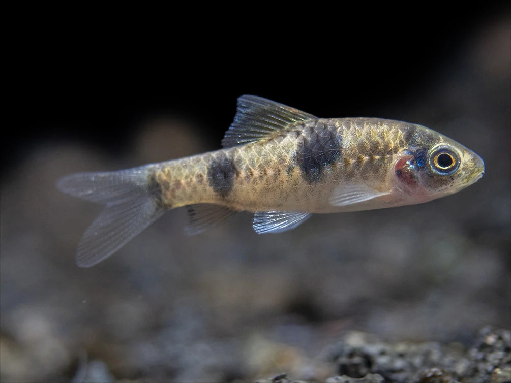 Red Panda AKA Melon Barb (Haludaria Fasciata), Tank-Bred - Image 9