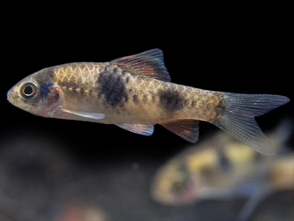 Red Panda AKA Melon Barb (Haludaria Fasciata), Tank-Bred - Image 6