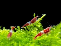 Red Rili Shrimp Breeder Combo Box