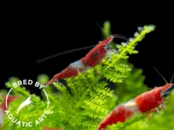 Red Rili Shrimp (Neocaridina Davidi), BREDBY: Aquatic Arts