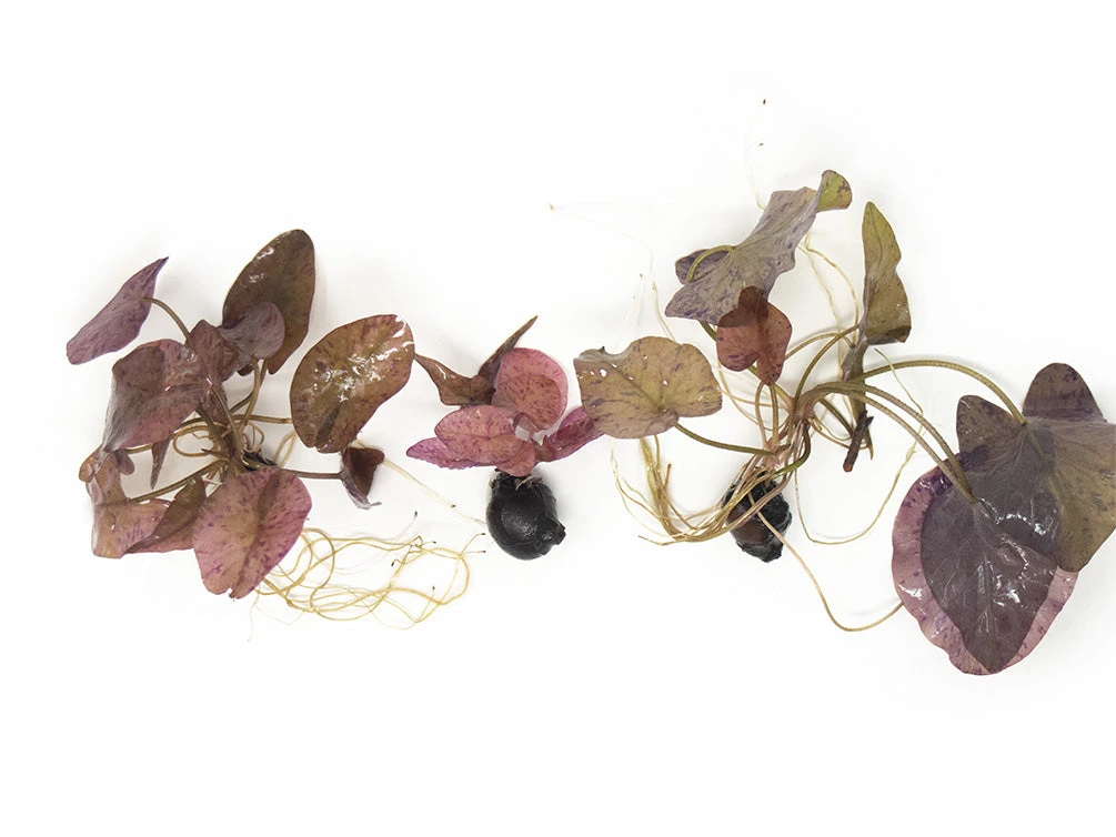 Red Tiger Lotus Aquarium Lily (Nymphaea Zenkeri), Bulb - Image 5