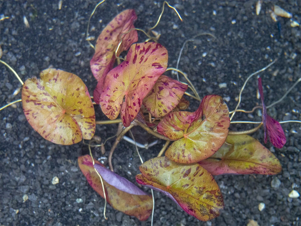 Red Tiger Lotus Aquarium Lily (Nymphaea Zenkeri), Bulb - Image 12