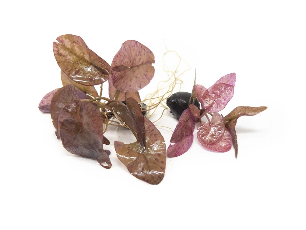 Red Tiger Lotus Aquarium Lily (Nymphaea Zenkeri), Bulb - Image 14