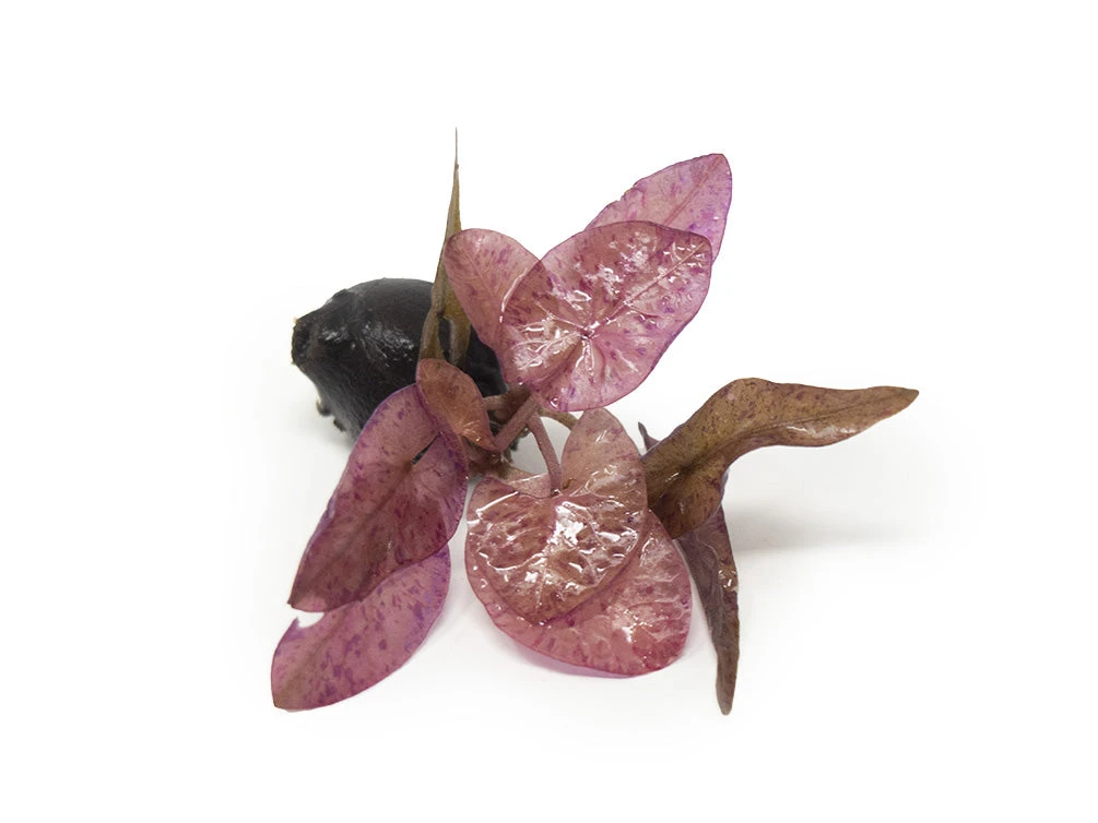 Red Tiger Lotus Aquarium Lily (Nymphaea Zenkeri), Bulb - Image 15