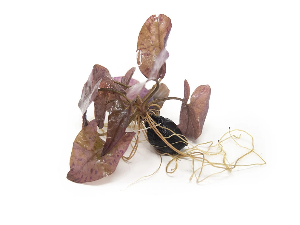 Red Tiger Lotus Aquarium Lily (Nymphaea Zenkeri), Bulb - Image 11