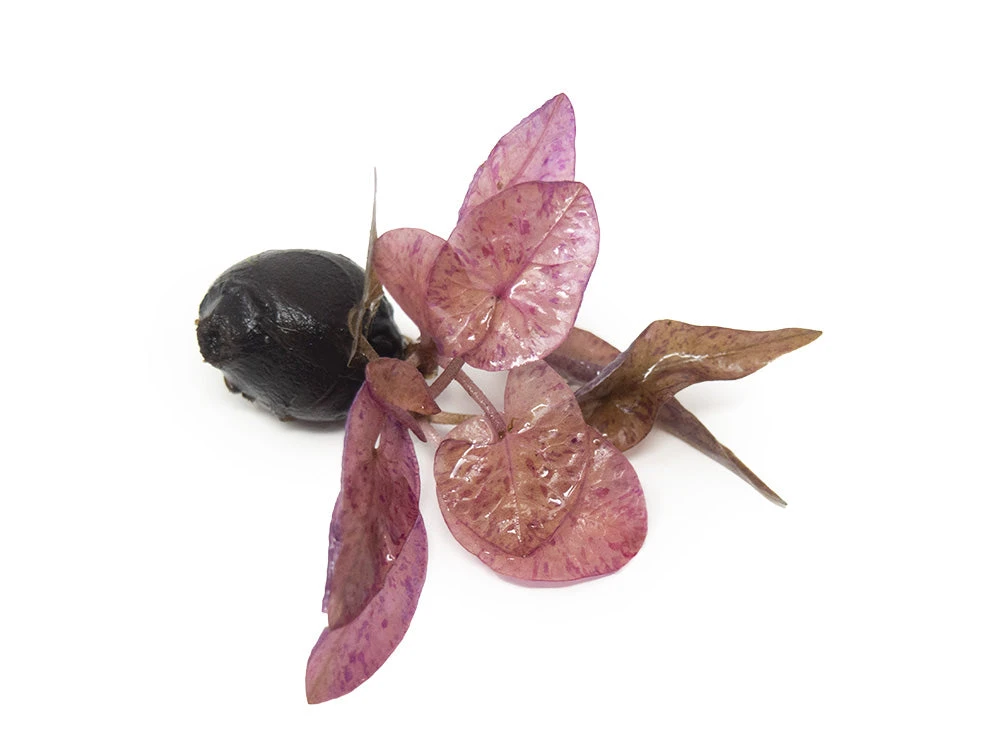 Red Tiger Lotus Aquarium Lily (Nymphaea Zenkeri), Bulb - Image 3