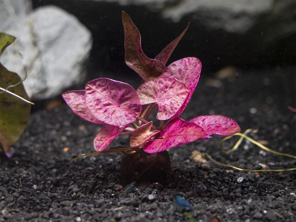 Red Tiger Lotus Aquarium Lily (Nymphaea Zenkeri), Bulb - Image 7