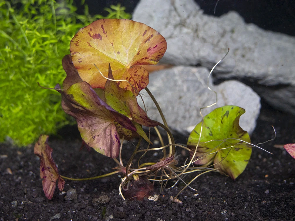 Red Tiger Lotus Aquarium Lily (Nymphaea Zenkeri), Bulb - Image 2