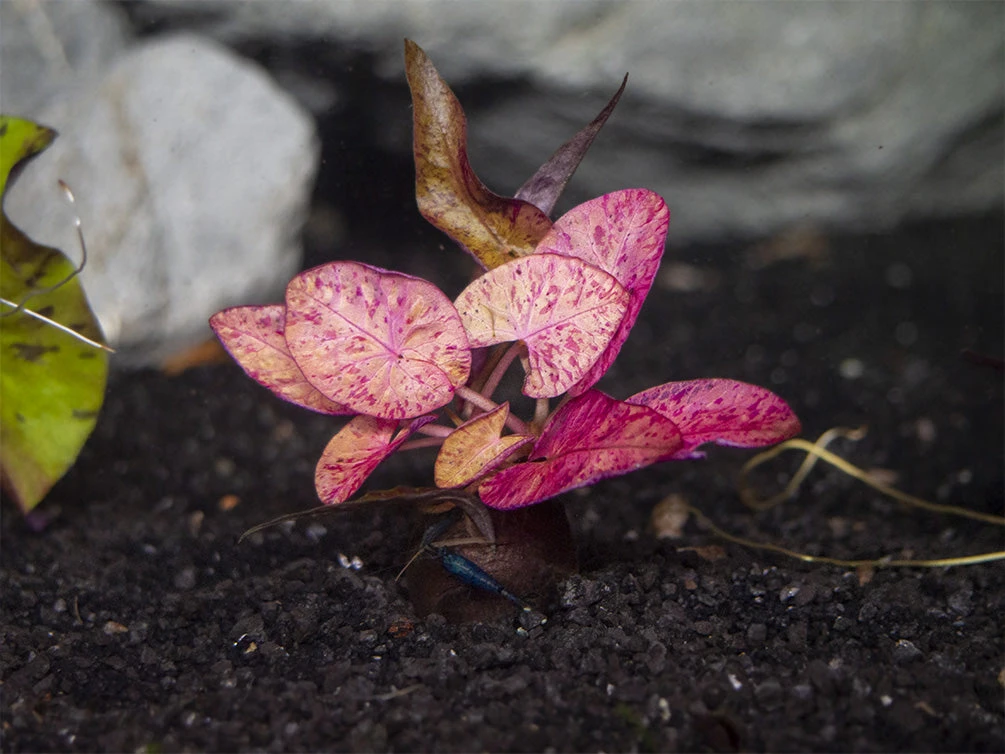 Red Tiger Lotus Aquarium Lily (Nymphaea Zenkeri), Bulb
