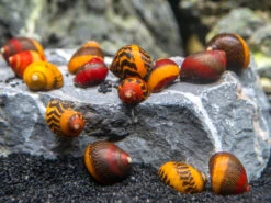 Assorted Racer Nerite Snail