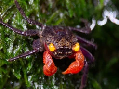 Red Arm Chocolate Vampire Crab (Geosesarma Sp.)