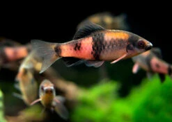 Red Panda AKA Melon Barb (Haludaria Fasciata), Tank-Bred