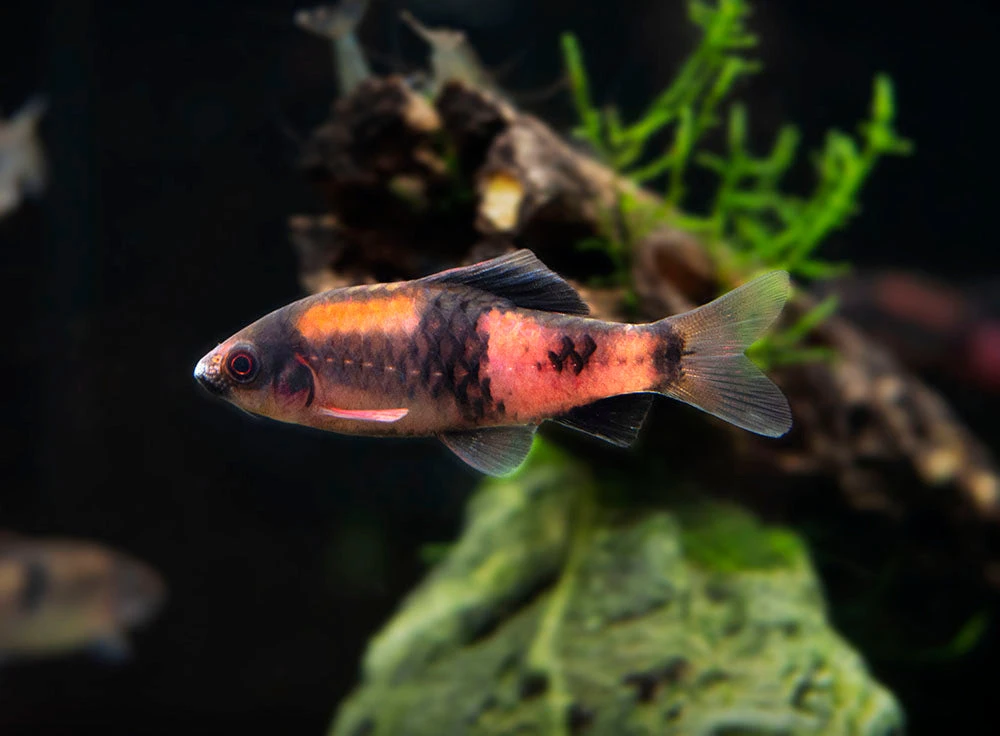 Red Panda AKA Melon Barb (Haludaria Fasciata), Tank-Bred - Image 3