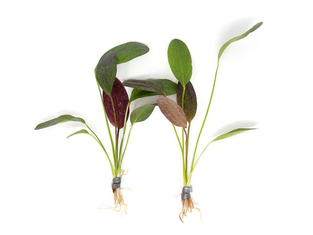 Red Flame Sword (Echinodorus Schlueteri X E. Barthii Hybrid) - Bare Root - Image 3