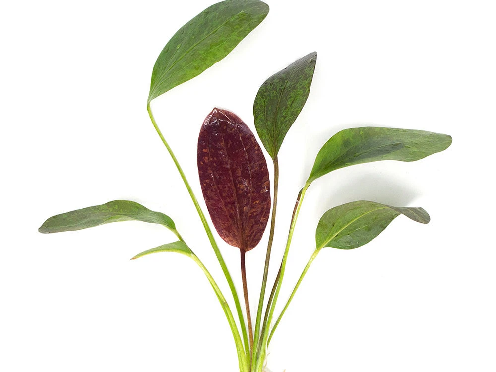 Red Flame Sword (Echinodorus Schlueteri X E. Barthii Hybrid) - Bare Root - Image 7