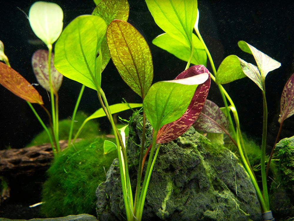 Red Flame Sword (Echinodorus Schlueteri X E. Barthii Hybrid) - Bare Root - Image 4