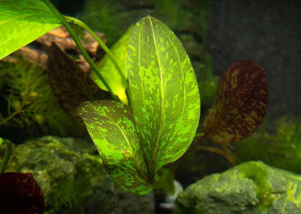 Red Flame Sword (Echinodorus Schlueteri X E. Barthii Hybrid) - Bare Root - Image 8