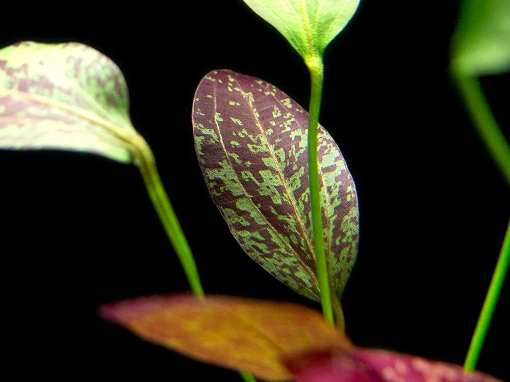 Red Flame Sword (Echinodorus Schlueteri X E. Barthii Hybrid) - Bare Root - Image 2