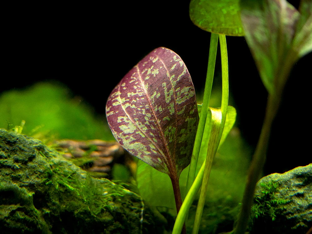 Red Flame Sword (Echinodorus Schlueteri X E. Barthii Hybrid) - Bare Root - Image 9