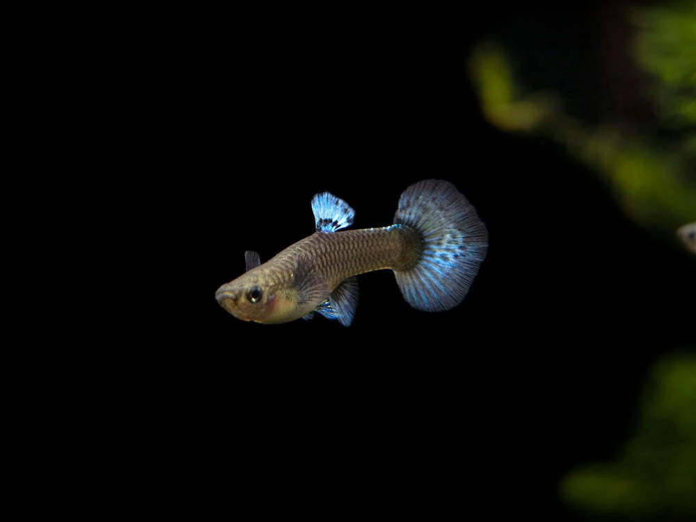 Red Mosaic Dumbo Guppy (Poecilia Reticulata), Males And Females, Tank-Bred - Image 5