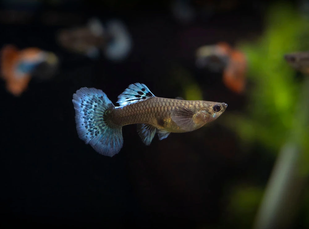 Red Mosaic Dumbo Guppy (Poecilia Reticulata), Males And Females, Tank-Bred - Image 3