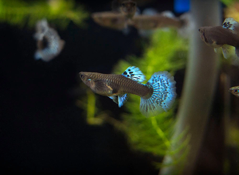 Red Mosaic Dumbo Guppy (Poecilia Reticulata), Males And Females, Tank-Bred - Image 7