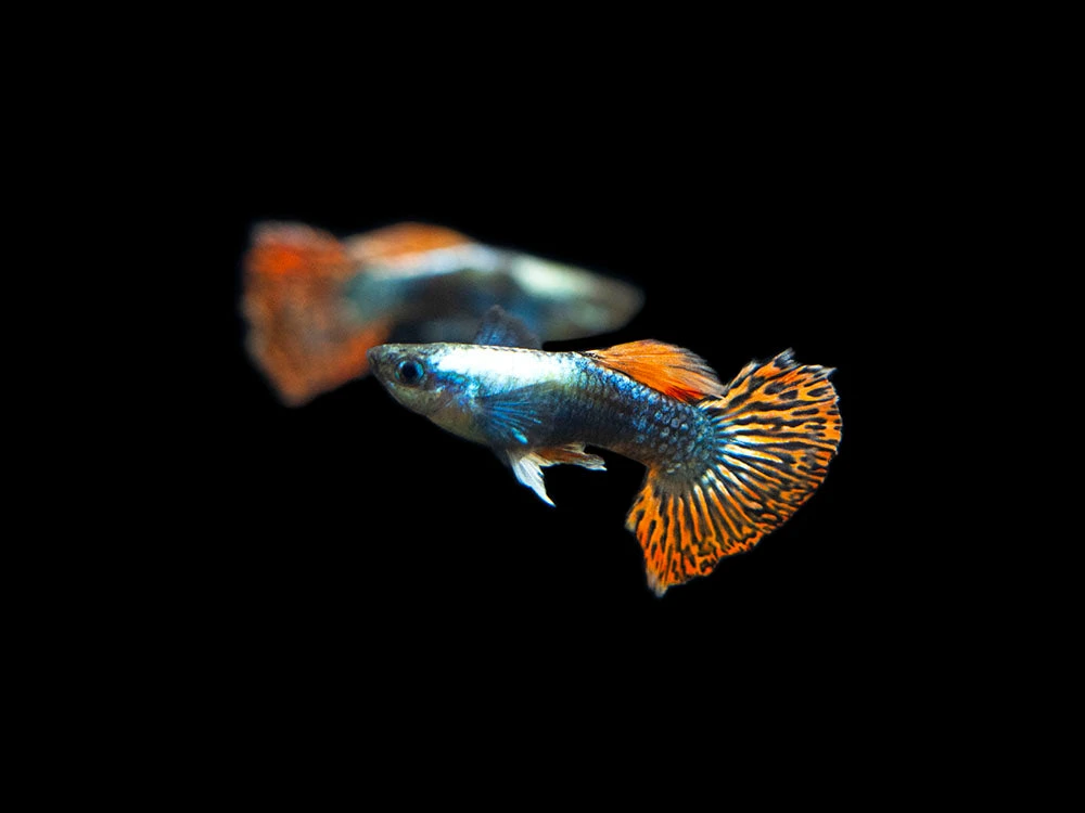 Red Mosaic Dumbo Guppy (Poecilia Reticulata), Males And Females, Tank-Bred - Image 4