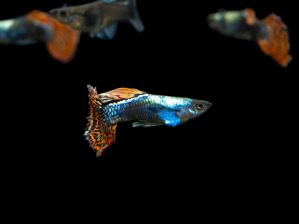 Red Mosaic Dumbo Guppy (Poecilia Reticulata), Males And Females, Tank-Bred - Image 8