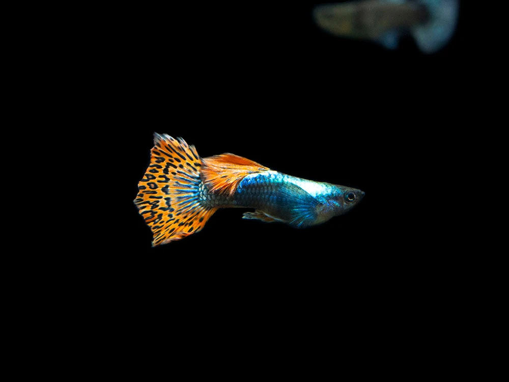 Red Mosaic Dumbo Guppy (Poecilia Reticulata), Males And Females, Tank-Bred - Image 9