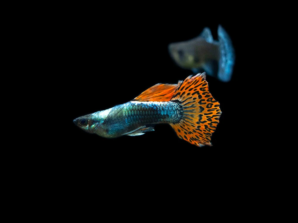 Red Mosaic Dumbo Guppy (Poecilia Reticulata), Males And Females, Tank-Bred - Image 10