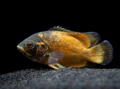 Red Oscar (Astronotus Ocellatus), Tank-Bred