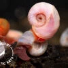Red & Blue Ramshorn Combo (Planorbarius Corneus), BREDBY: Aquatic Arts