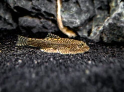 Reticulated Hillstream Loach (Sewellia Lineolata)