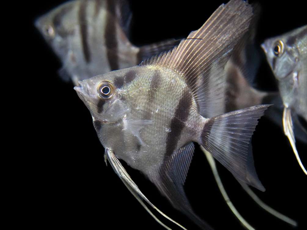 Rio Xingu Angelfish (Pterophyllum Scalare), Tank-Bred - Image 6