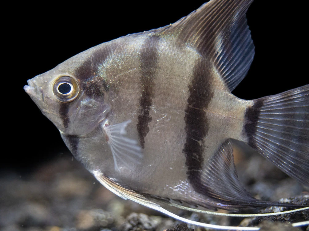 Rio Xingu Angelfish (Pterophyllum Scalare), Tank-Bred - Image 7