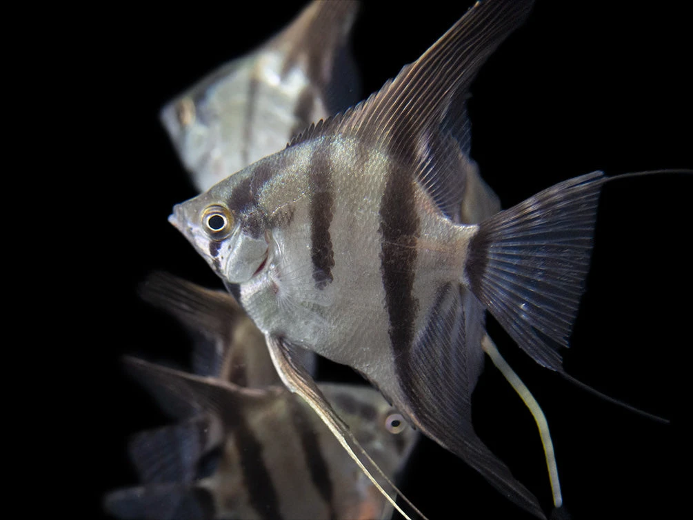 Rio Xingu Angelfish (Pterophyllum Scalare), Tank-Bred - Image 4