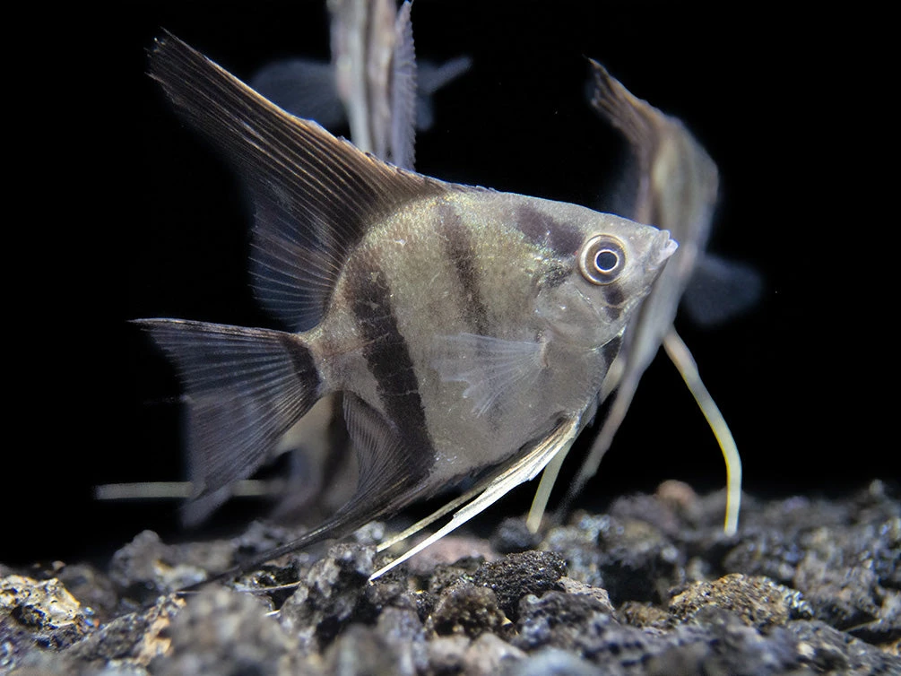 Rio Xingu Angelfish (Pterophyllum Scalare), Tank-Bred - Image 8