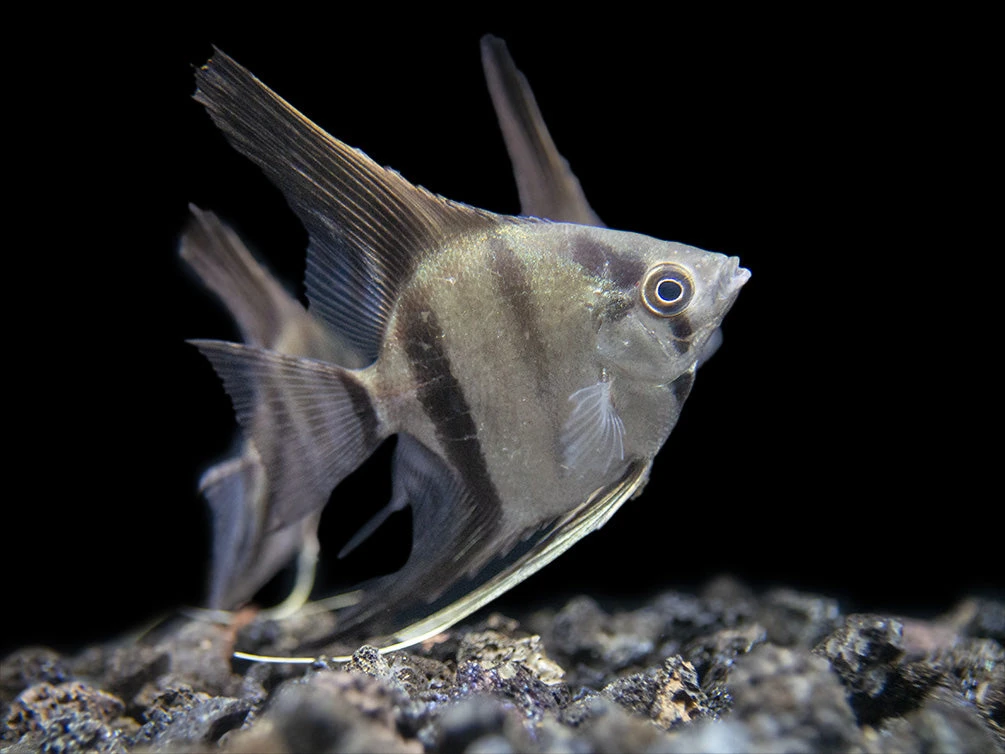 Rio Xingu Angelfish (Pterophyllum Scalare), Tank-Bred - Image 9