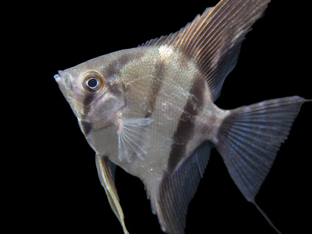 Rio Xingu Angelfish (Pterophyllum Scalare), Tank-Bred - Image 2