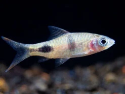Rohani Barb (Dawkinsia Rohani) , Tank-Bred
