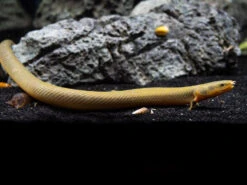Ropefish AKA Reedfish (Erpetoichthys Calabaricus)